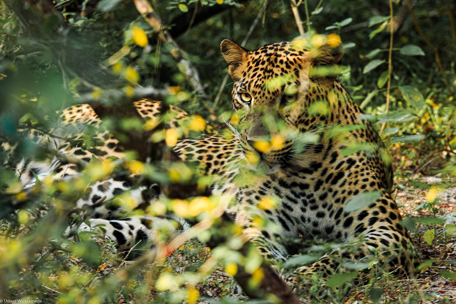 Safari Life - Image 1
