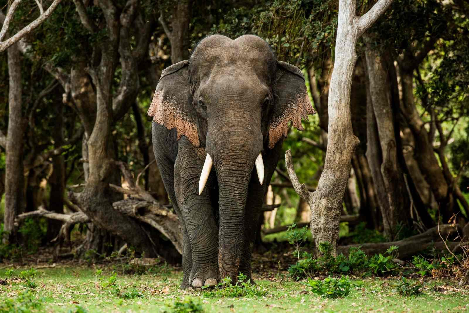 Safari Life - Image 2
