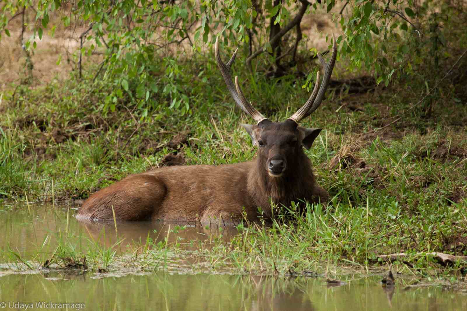 Safari Life - Image 3