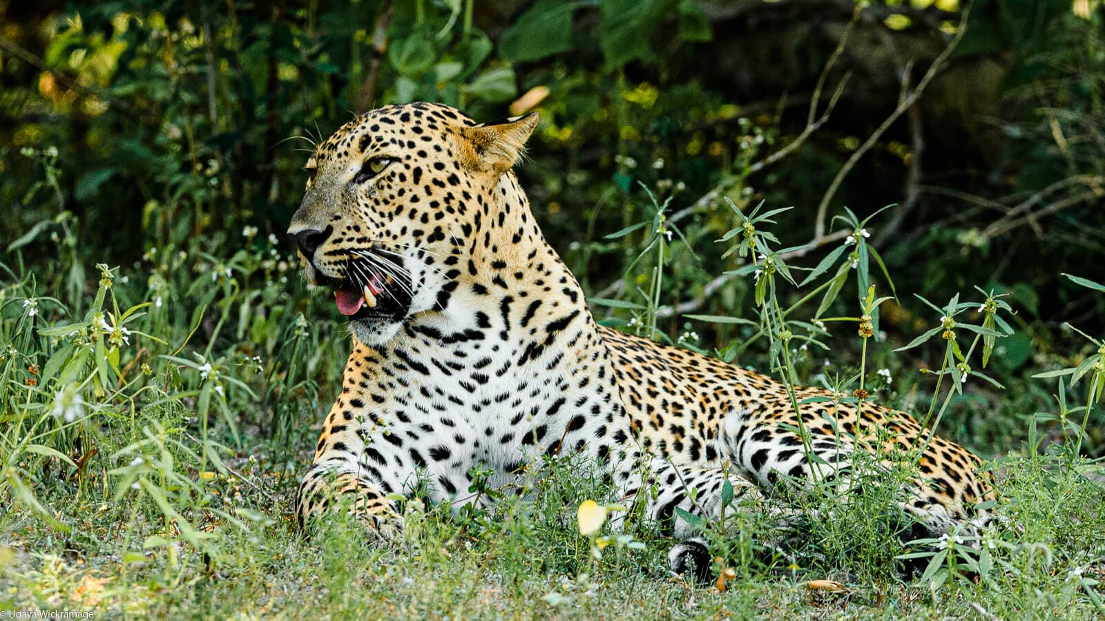 Safari Life - Image 4