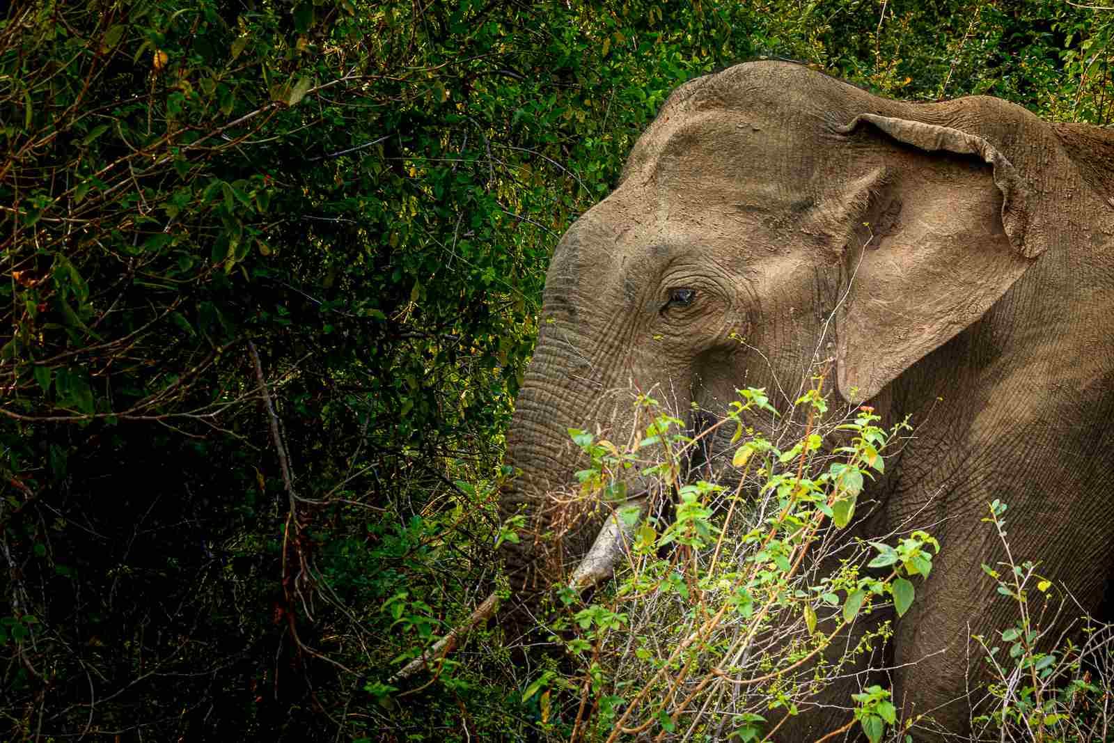 Safari Life - Image 5