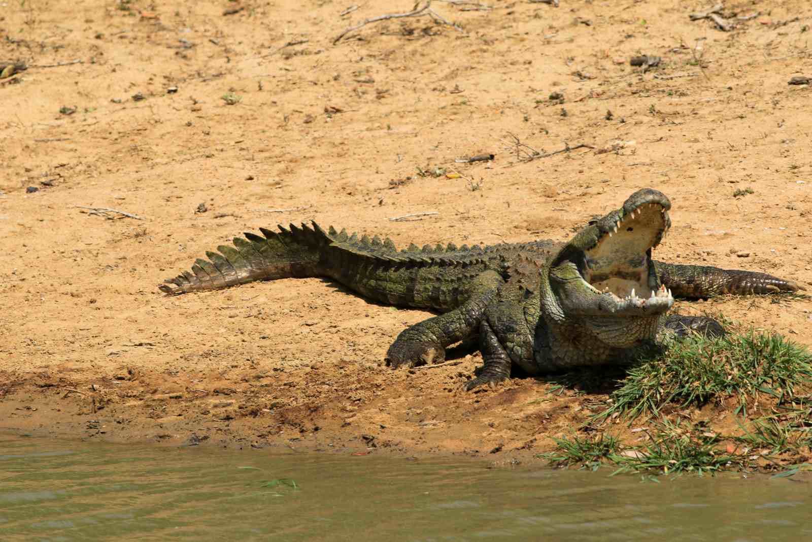 Safari Life - Image 6