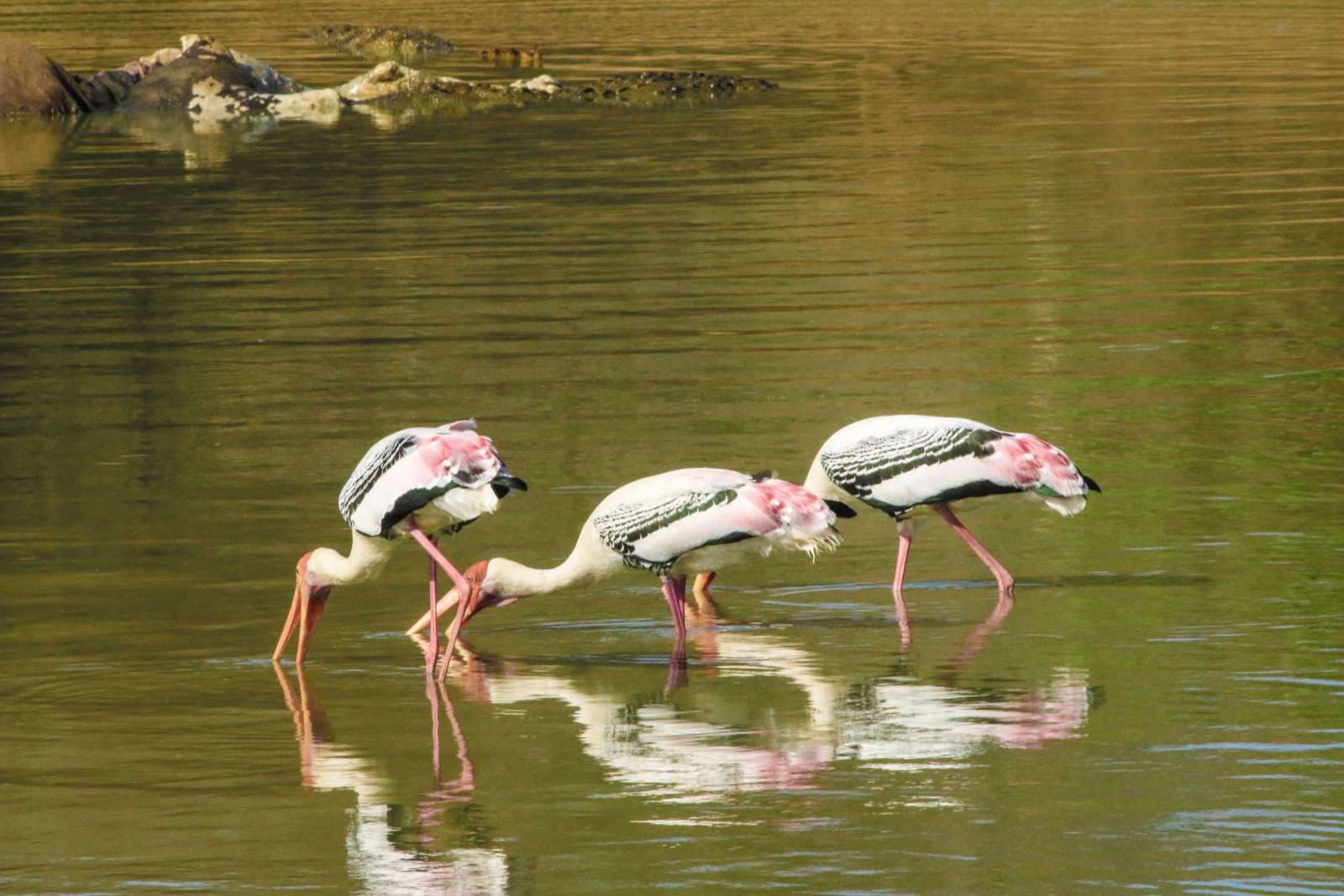 Safari Life - Image 7