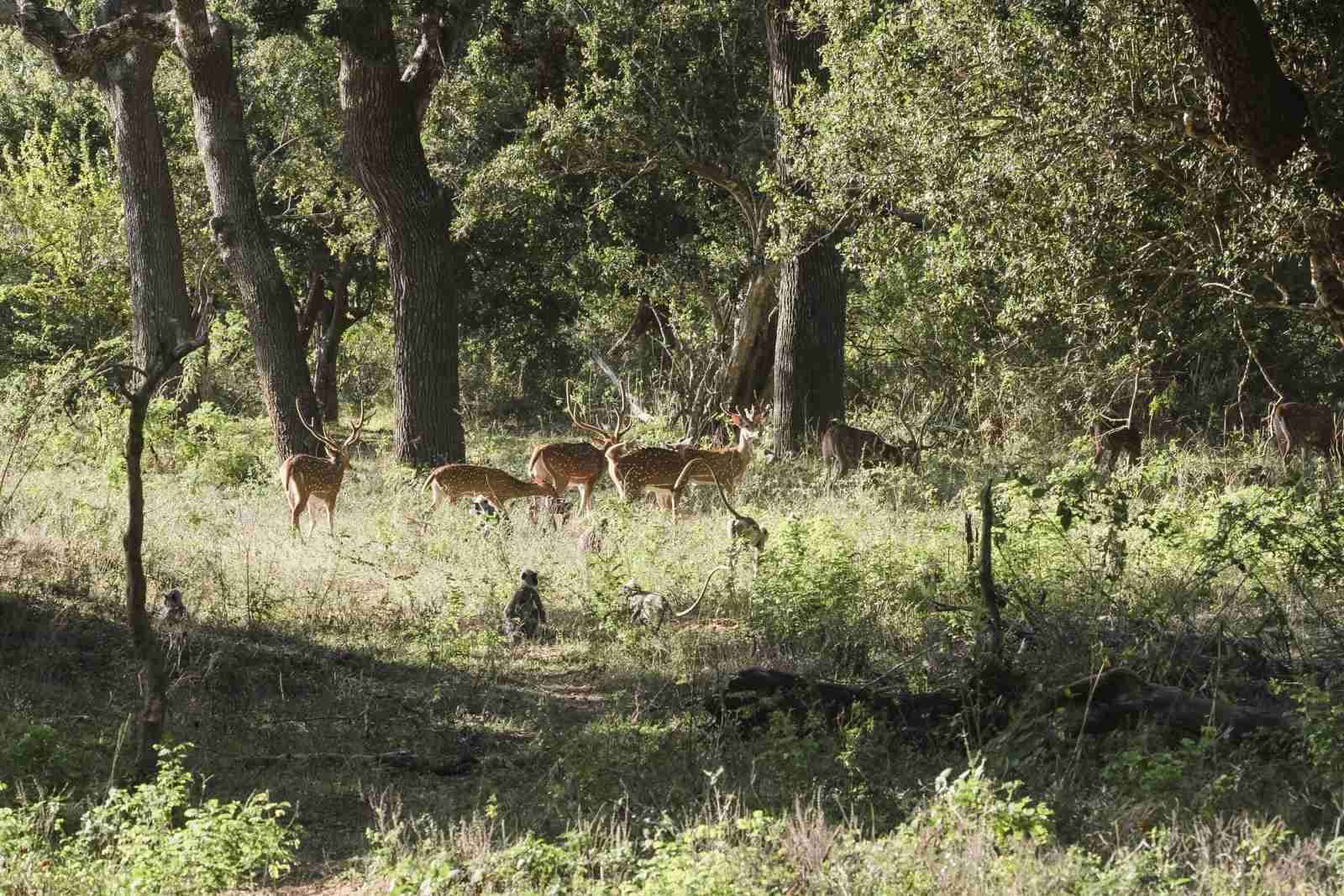 Safari Life - Image 8